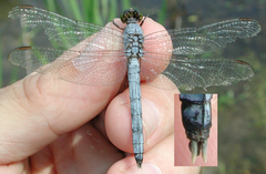 Erythemis simplicicollis