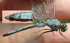 Erythemis simplicicollis