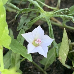 Convolvulus sagittatus