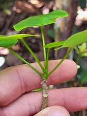 Jatropha hernandiifolia