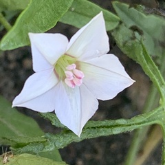 Convolvulus sagittatus