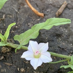 Convolvulus sagittatus