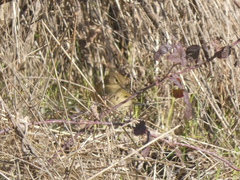 Phylloscopus collybita