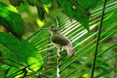 Malacopteron magnirostre