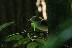 Malacopteron magnirostre