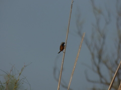 Sporophila ruficollis