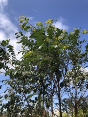 Glochidion acuminatum