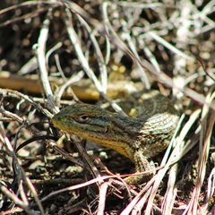 Liolaemus chiliensis