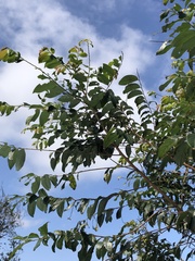 Glochidion acuminatum