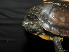 Kinosternon scorpioides