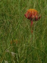 Haemanthus sanguineus