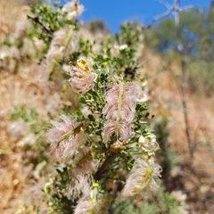 Adesmia confusa