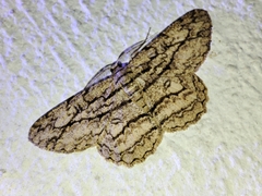 Hypomecis transcissa