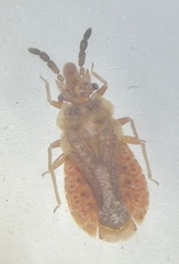 Aradus cinnamomeus