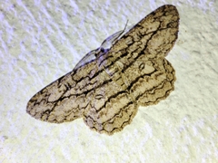 Hypomecis transcissa