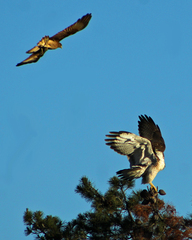 Geranoaetus polyosoma polyosoma