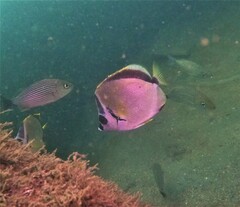 Johnrandallia nigrirostris