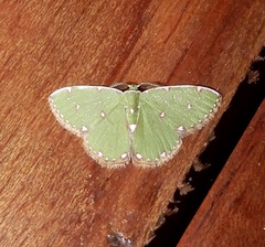 Argyrocosma inductaria