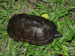 Kinosternon scorpioides