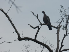 Patagioenas picazuro