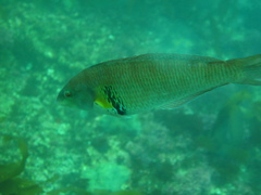 Halichoeres semicinctus