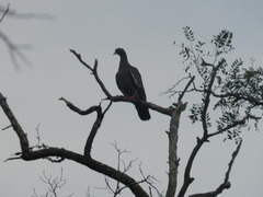 Patagioenas picazuro