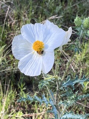 Argemone pleiacantha