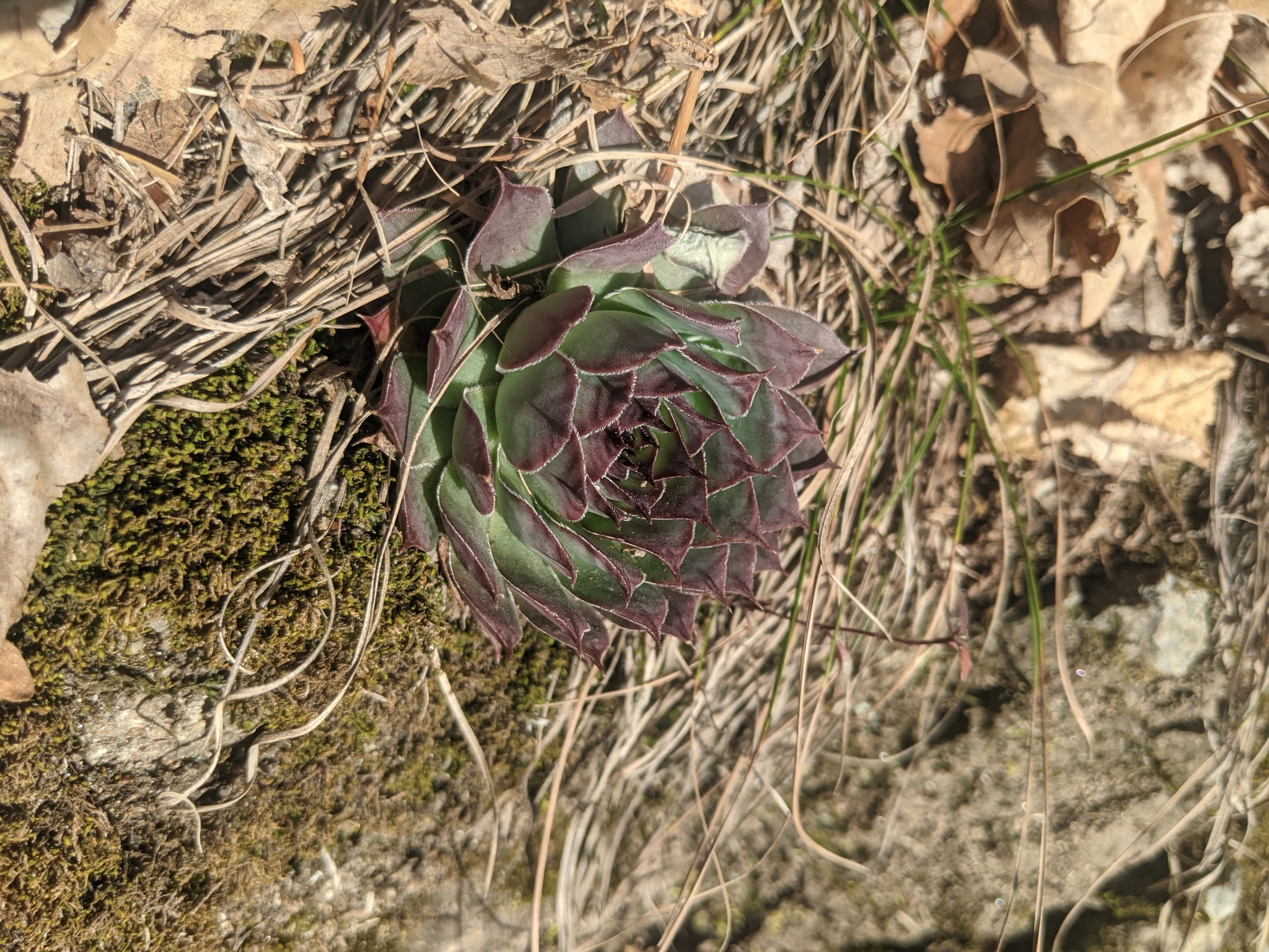 Sempervivum 'Sanford's Hybrid' 3