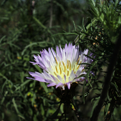 Plectocephalus chilensis