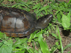 Kinosternon scorpioides