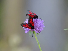 Zygaena osterodensis