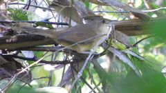 Phacellodomus rufifrons