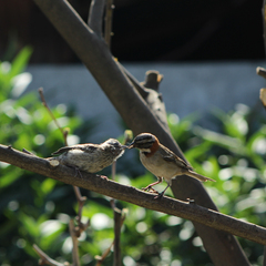 Zonotrichia capensis
