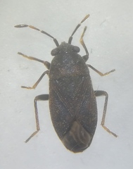Stygnocoris