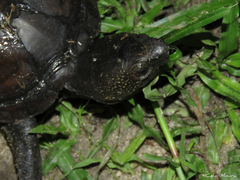 Kinosternon scorpioides