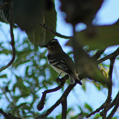 Elaenia albiceps chilensis