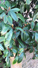 Photinia × fraseri