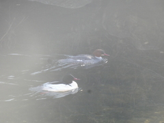 Mergus merganser