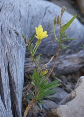 Oenothera elata hirsutissima