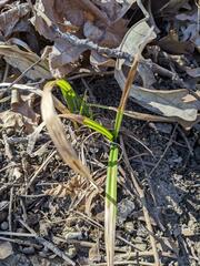 Carex sparganioides