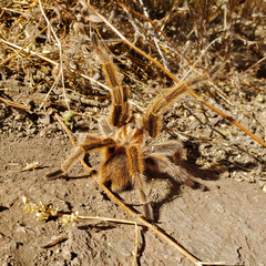 Grammostola rosea