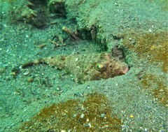 Sphoeroides lobatus