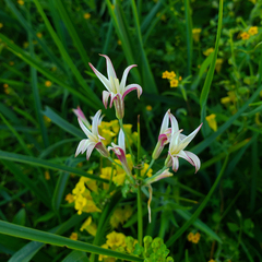 Leucocoryne alliacea