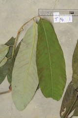 Knema linifolia