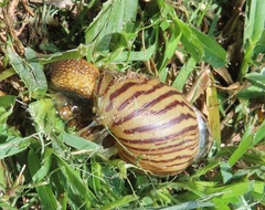 Cochlitoma granulata