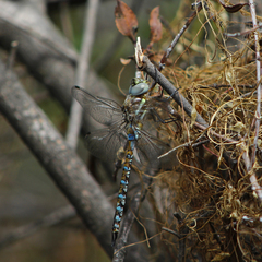 Rhionaeschna variegata