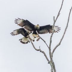 Caracara plancus