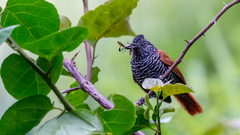 Thamnophilus palliatus