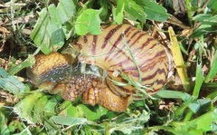 Cochlitoma granulata