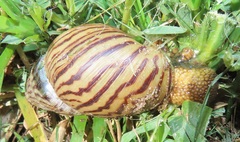 Cochlitoma granulata